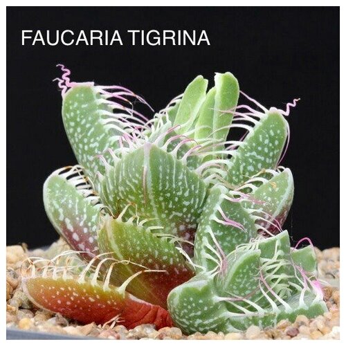 ������ ������ �������� �������� ����� ��� ����������� ����