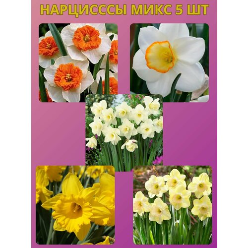 ������ ������ �������� ����������� �����, �������� 5 �� ����10 ����