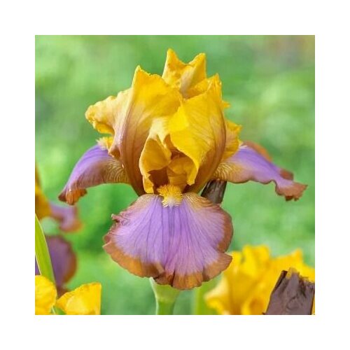 ������ ������ ���� ���������� ����� ����� (1 ���) / ���������� ����� ����