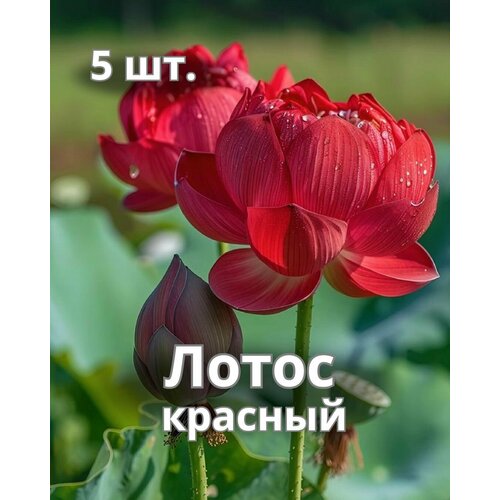 ������ ������ ������ ������ ������� 5 ��. ����