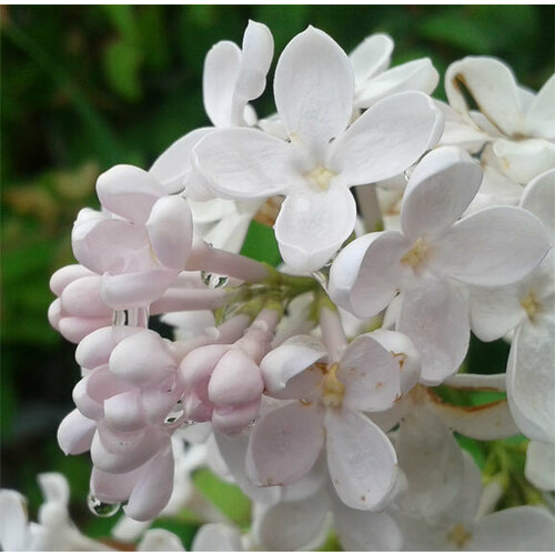 ������ ������ ������� ������ ������������ ��������� ( 2 ���� , �3,5 , 20-40 �� ) ����