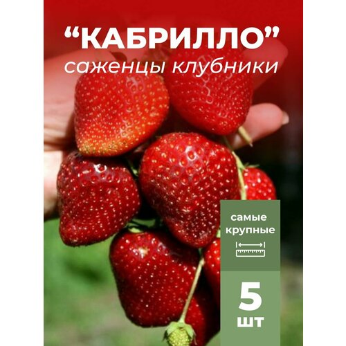 ������ ������ �������� ����� ������������� ��������, �������/��������� �������� 5 �� ����