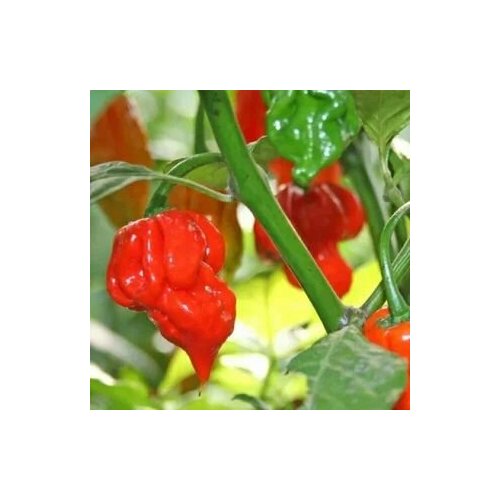      Trinidad Scorpion Butch T, 5  +  