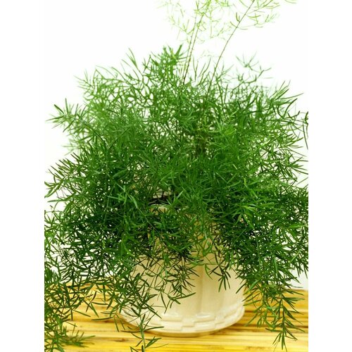 ������ ������ ������ ��������� ��������� (Asparagus aethiopicus), 5 ���� ����