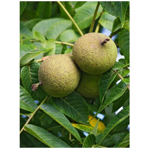      (Juglans nigra), 5    -     , -,   