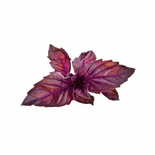  Click And Grow   Click And Grow Red Basil 3 .    Click And Grow     -     , -,   