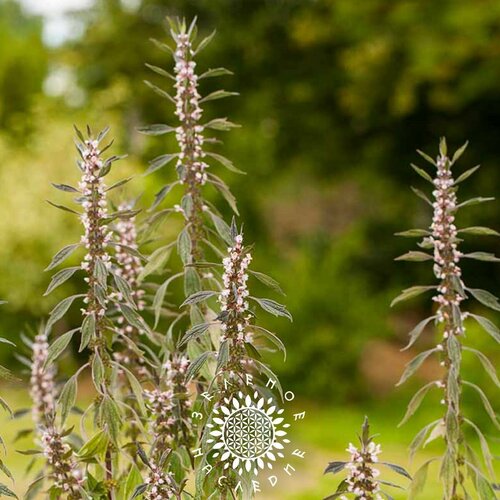 ������ ������ ������ ��������� ��������� - ������� ������� (���. Leonurus cardiaca) 100�� ����