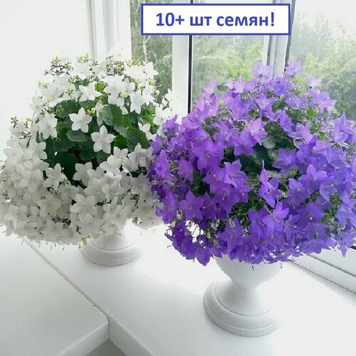 ������ ������ ��������� ����� � �������, ���� ������, ������ 10+ �� ����