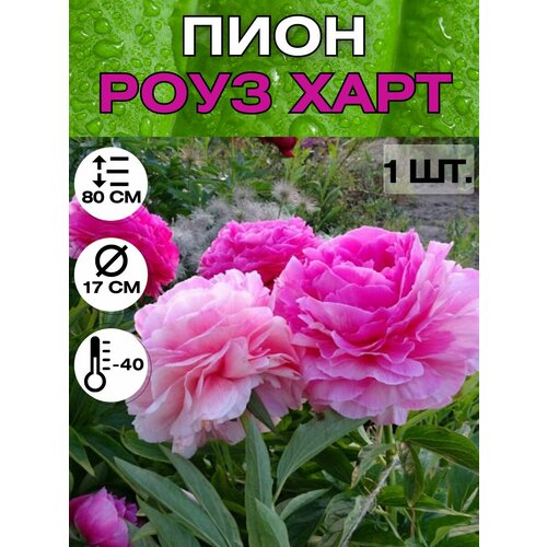 ������ ������ ���� �����������, ������ ������� ��� ������� ����