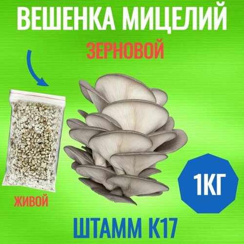 ������ ������ ������� ������� �������� (����� �17) - 1 �� ����