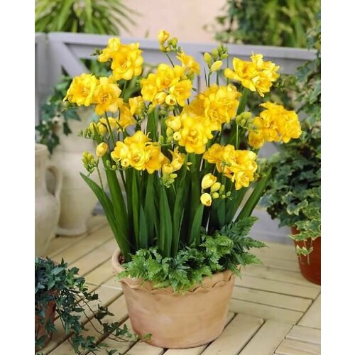 ������ ������ ������ ���� ������ (10 ��) / ���������� ����� ����