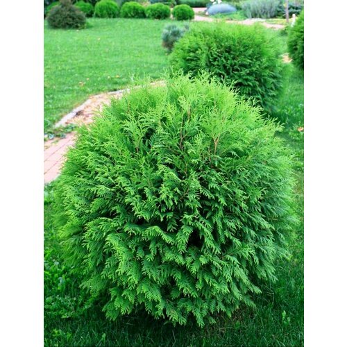      (Thuja occidentalis Woodwardii), 30    -     , -,   