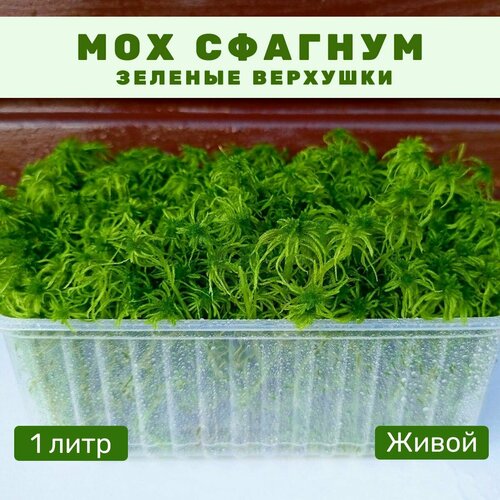 ������ ������ ��� ������� ������ ������ ��� ��������, 1 ���� ����