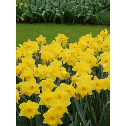 ������ ������ �������� ������� ���� ������ - 10 ��. ����