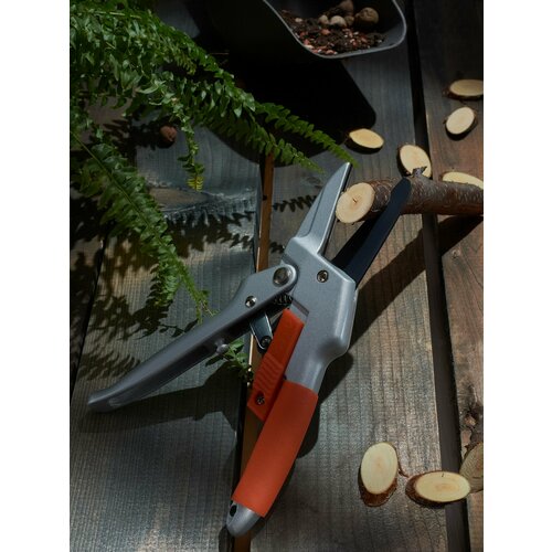 ������ ������ ����-������� �� �������� ����