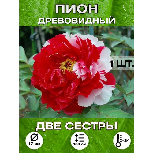 ������ ������ ���� ��� ������, ��������� ����