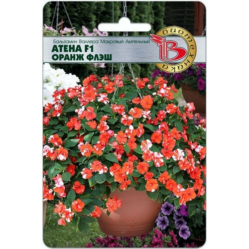 ������ ������ ������ ��������� ������� ����� ����� ���� F1 �������� ��������� 8�� (����������) ����