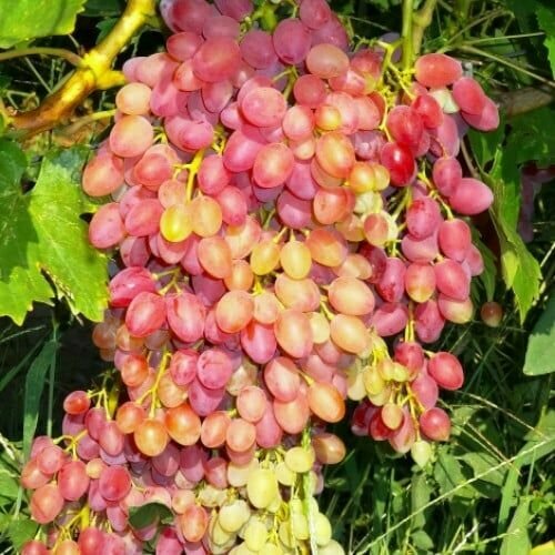 ������ ������ �������� ������ ������� (2 ��) ����