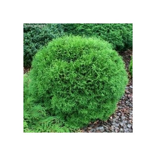 ������ ������ ��� �������� T��� ��� (1 ������� � ������ 15-20 ��). Szkolka roslin A.M (������) ����