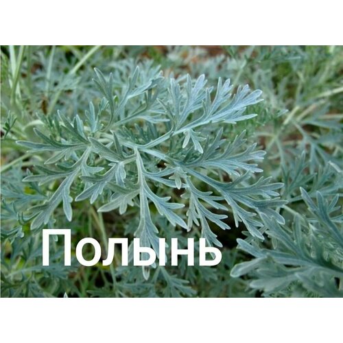 ������ ������ ������ �����������. ����� ������. ����