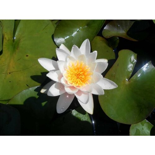 ������ ������ �������� (������) �������� (Nymphaea colossea) ����� � ������� �������� ����