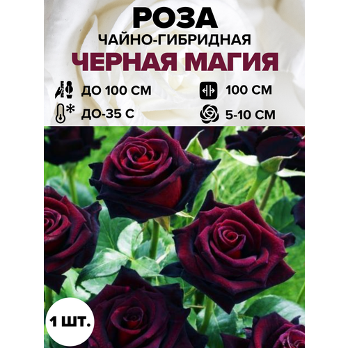 ������ ������ ���� ������ ����� �����-��������� 1 ��. ����