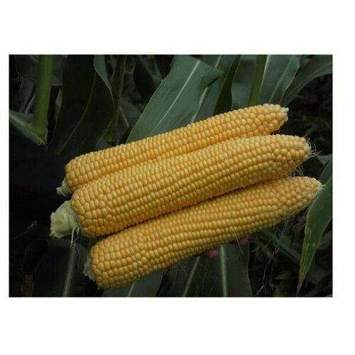 ������ ������ ������ �������� 