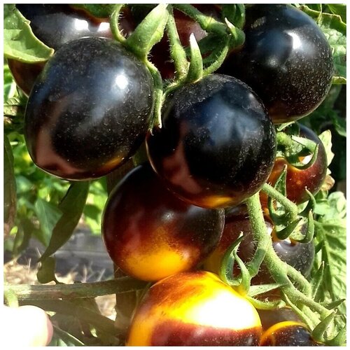 ������ ������ ������ ������ ����� ����� ����� ����� 10 ��. ����