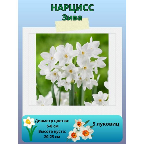 ������ ������ ������� ����, ����������� �����, �������� ��� ������� 5 �� ����