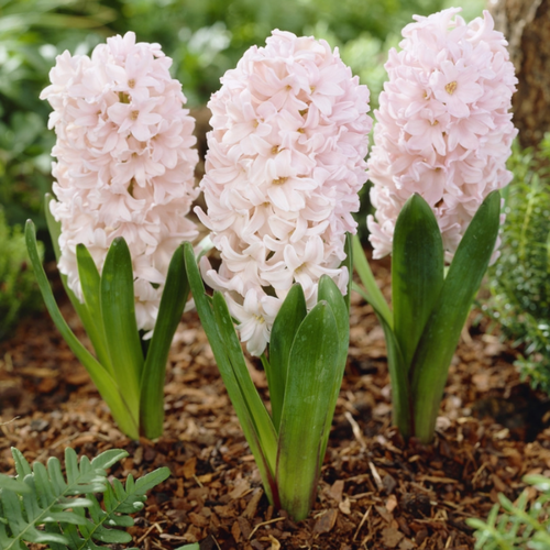 ������ ������ ������� ������� (2 ��.) ����