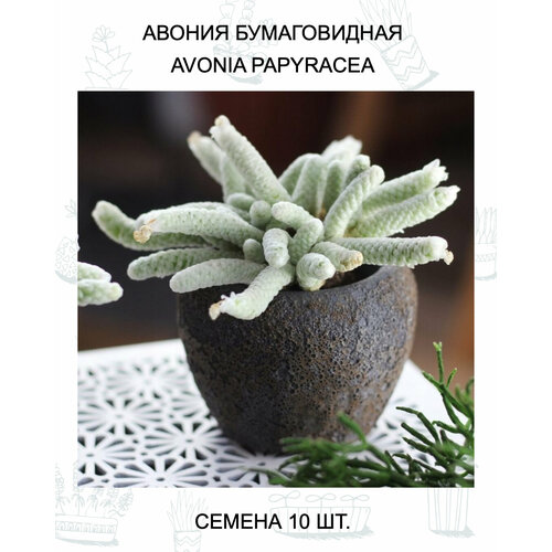 ������ ������ ������ ������������ ������ 10 ��. ����