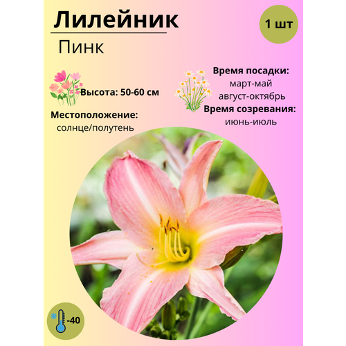 ������ ������ �������� ����, ����������� ����� / ������ 1 �� ����