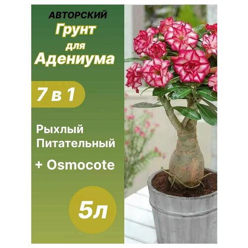 ������ ������ ����� ��� �������� 5 � ������� ����