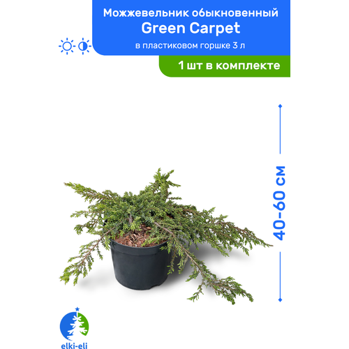     Green Carpet ( ) 40-60     3 , ,    