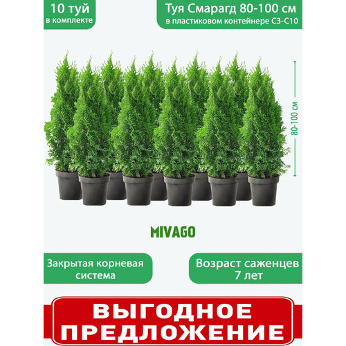 ������ ������ ��� �������� ������� C3, ������ 80-100 ��, ������� ������ 19 ��, 10 �������� ����