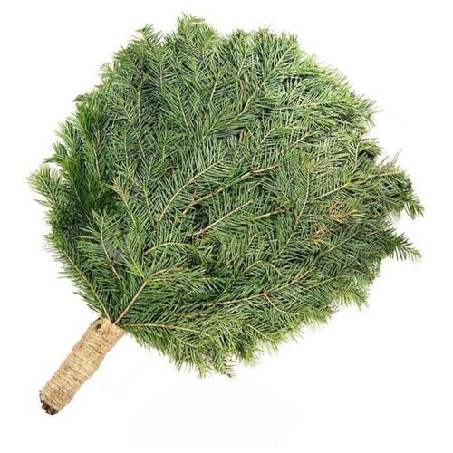 ������ ������ ����� �� ����� ������ 2024 ����