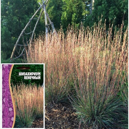 ������ ������ ����������� ����: ���������� �������� ����