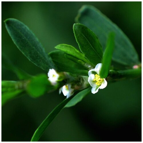 ������ ������ ������ ������ ������ ������, ����� ������ 100 ��. ����