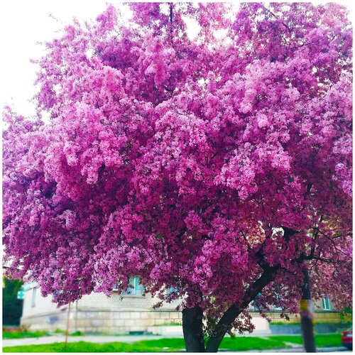 ������ ������ ������ ������� ������, ������, 5 ��, ���������, ������������ ���� ������ ����