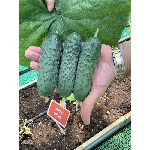 ������ ������ ������������� ������ ������ ����� F1/ ����