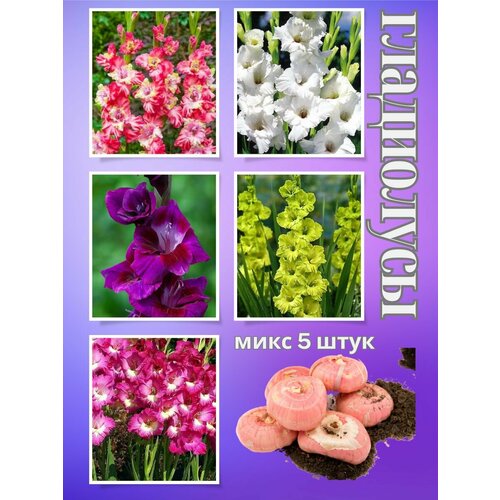 ������ ������ ��������� ��������, ���� 5���� ����