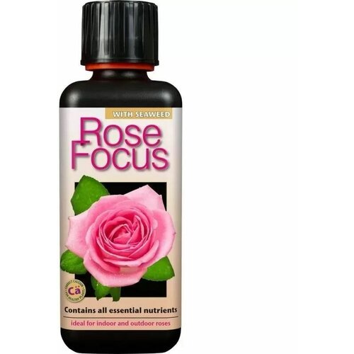    , Rose Focus 300        -     , -,   