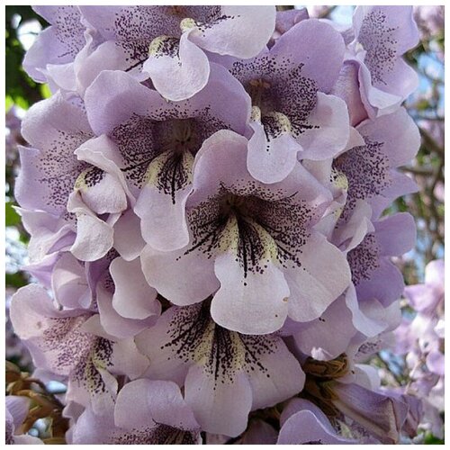 ������ ������ ������ ������ ��������� Hybrid-9501 200 ��. ����