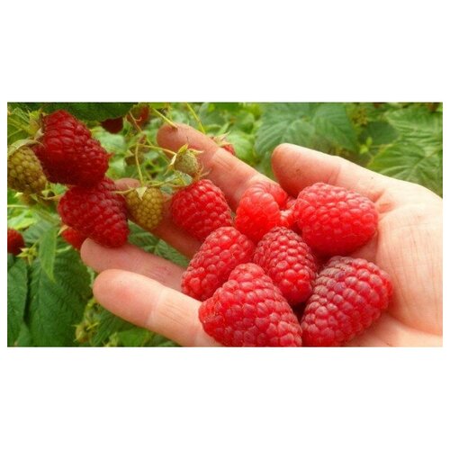 ������ ������ ������ �������(Sugana) ������ (��������) ����