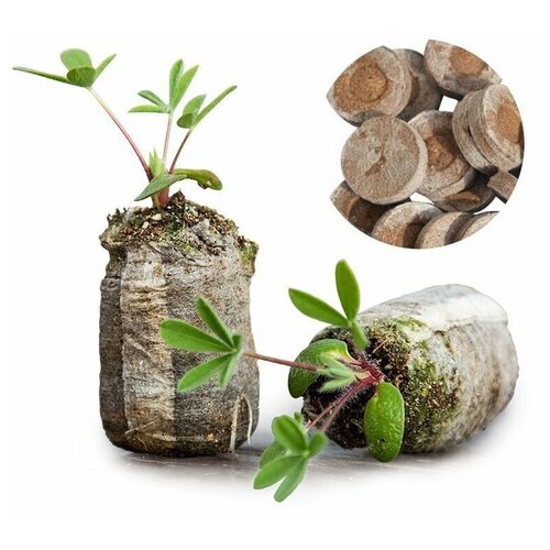 ������ ������ �������� �������� ��� ������� JIFFY 33 ��, 100 ���� ����