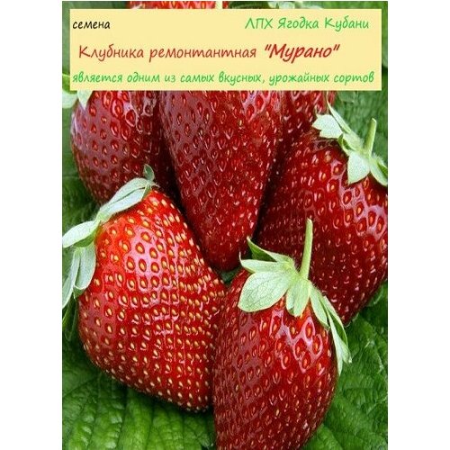 ������ ������ �������� 