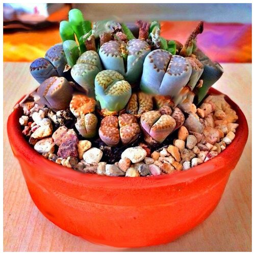 ������ ������ ������� - ����� �����, ������ 25 �� ����