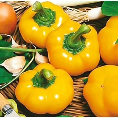 ������ ������ ������ ������ ����� ������� ������� ������ 10 ��. ����