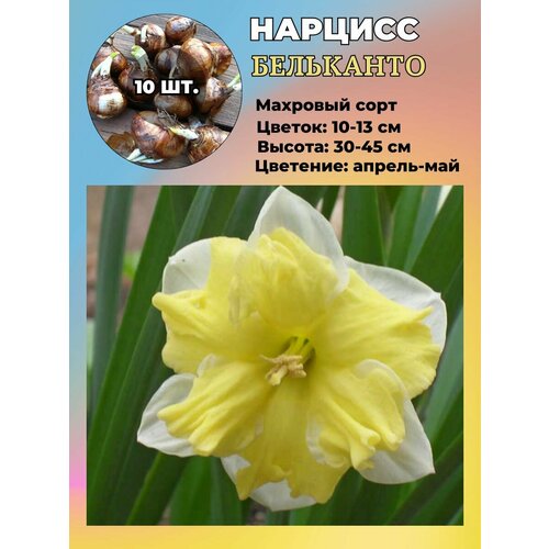 ������ ������ ������� ��������, ����������� ���������� �����, 10 ��. ����