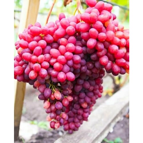 ������ ������ �������� ������ ����� ����